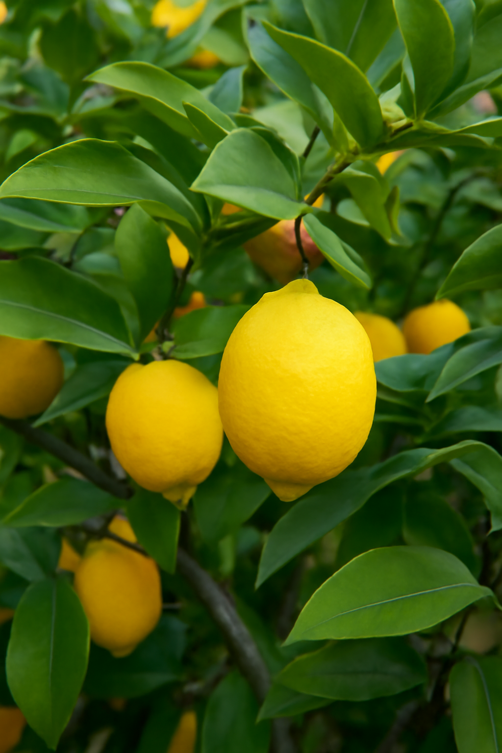 Albero di limone